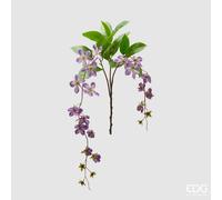 EDG Enzo De Gasperi Clematis Viticella 2 Rami H 105 Cm Viola