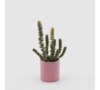 EDG Enzo De Gasperi Crassula con Vaso in Ceramica H 25 Cm D 8 Cm Verde Rosa - Pianta Artificiale Succulenta Decorativa Design Moderno