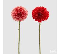 EDG Enzo De Gasperi Dalia rex H 65 Cm Rosa o Rosso 1 Pz