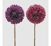 EDG Enzo De Gasperi Dalia Rex H 66 Cm Viola o Rosa Scuro 1 Pz