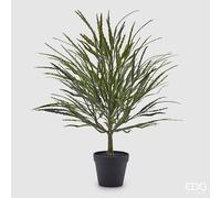 EDG Enzo De Gasperi Epifillo Con Vaso H.60 C4 Green