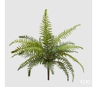 EDG Enzo De Gasperi Felce Olis Cespuglio H 45 Cm 23 Fg Verde