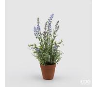 EDG Enzo De Gasperi Lavanda West con Vasocotto H 43 Cm Lavender