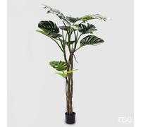EDG Enzo De Gasperi Monstera Slim Con Vaso H.180 C4 Green