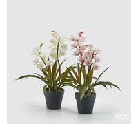 EDG Enzo De Gasperi Orchidea Cymbidium con Vaso H 54 Cm Bianca o Rosa 1 Pz