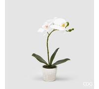 EDG Enzo De Gasperi Orchidea Phalaenopsis Pianta con Vaso Artificiale H 33 Cm White