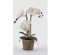 EDG Enzo De Gasperi Enzo De Gasperi Orchidea Phalaenopsis Pianta x3 Artificiale con Cesto H 48 Cm White