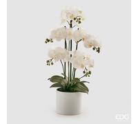 EDG Enzo De Gasperi Orchidea Phalaenopsis Pianta x5 con Vaso Artificiale H 65 Cm White