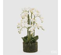 EDG Enzo De Gasperi Orchidea Phalaenopsis Real x12 con Zolla Artificiale H 90 Cm White