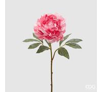 EDG Enzo De Gasperi Peonia Royal H57 C3 Pale Pink