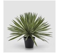 EDG Enzo De Gasperi Pianta Artificiale Agave Finta con Vaso da Interno H65 cm