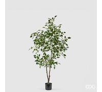 EDG Enzo De Gasperi Pianta Artificiale Ficus Vogue con Vaso H 150 Cm - Pianta Decorativa Realistica Design Moderno
