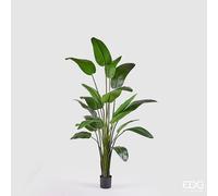 EDG Enzo De Gasperi Strelitzia Con Vaso H.260 C4 Green