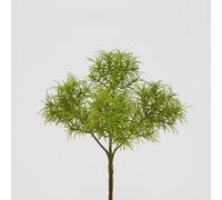 EDG Enzo De Gasperi Tillandsia Bell Pick H30 C0 Green