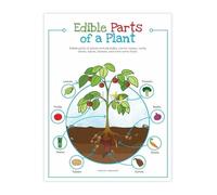 Edible Plants Poster Kitchen Decor Chart with Botanical Illustrations Food Education Wall Art (Framed,16x24inch(40x60cm))