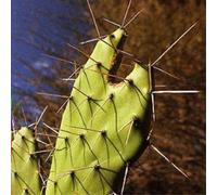 Édith Piaf L'Immortelle (CD) Album