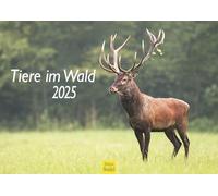 Edition Seidel Calendario da parete con animali nella foresta 2025, formato DIN A3, in tutto il mondo, naturale, volpe, riccio, cervo, scoiattolo, cinghiale selvatico, animale della foresta