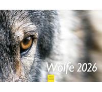 Edition Seidel Calendario da parete con lupi 2026, formato DIN A4, animali selvatici, branco lupo foresta naturale