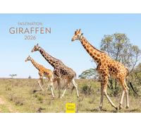 Edition Seidel Calendario di alta qualità con giraffe 2026, formato DIN A4, calendario da parete con animali, Africa, Sudafrica, Kenya, Serengeti, steppa, savana, giraffa, mucche, animali selvatici