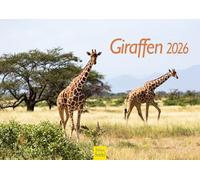 Edition Seidel Calendario di alta qualità con giraffe 2026, formato DIN A4, calendario da parete con animali, Africa, Sudafrica, Kenya, Serengeti, steppa, savana, giraffa, mucche, animali selvatici