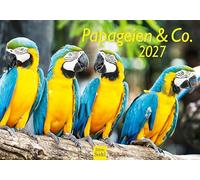 Edition Seidel Calendario per pappagalli e compagnia 2027, formato DIN A5. Calendario da parete tedesco Papagei Kakadu Vögel animali Natur