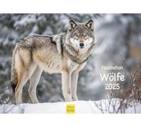 Edition Seidel Calendario Premium Charmation Lupi 2025, formato DIN A3, calendario da parete con animali, animali selvatici, rudel lupo foresta, natura
