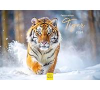 Edition Seidel Calendario Premium Faszination Tiger 2026, formato DIN A5, da parete, calendario animale, Africa, Asia, famiglia di tigri, cuccioli, gatti grandi, predatori animali selvatici