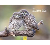Edition Seidel Calendario Premium Gufi 2026 formato DIN A4 calendario da parete uccelli rapaci notturni gufi wildlife natura fotografia idea regalo planner mensile