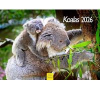 Edition Seidel Calendario Premium Koalas 2026, formato DIN A4, da parete, calendario animale, Australia, koala, eucalipto, foresta, mammifero