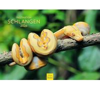 Edition Seidel Calendario Premium Serpenti 2026 formato DIN A3 calendario da parete rettili serpente pitone vipera boa anaconda predatori animali selvatici natura fotografia