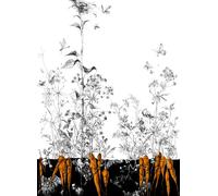 Edmond Petit Carta da parati Lièvres/Fenouil/Tournesol - Noir Orange - Tournesol Gauche - Noir Orange Doré