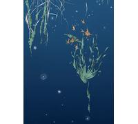 Edmond Petit Carta da parati Nautilus/Méduses/Nénuphars - Marine - Nénuphars gauche - Marine