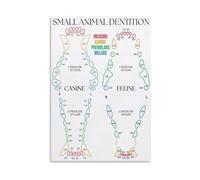 Educational Animal Anatomy Poster Dog Cat Teeth Diagram Canvas Wall Art for Veterinary Student Gift(Framed,16X24inch(40X60cm))