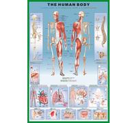 Educational - der Menschliche Körper - Human Body - Muskel Sehnen Knochen - Poster Version in Englisch - Grösse 61x91,5 cm + 1 Ü-Poster der Grösse 61x91,5cm
