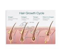 Educational Hair Anatomy Poster - Follicle Structure and Growth Phases Chart, Science Themed Canvas Print for Dermatology Office, Home(Unframed,16x24inch(40x60cm))