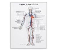 Educational Poster Human Circulatory System Anatomy Chart Canvas Wall-Art Print for Student Nurse Doctor Gift Study Room Decor(Framed,12x18inch(30x45cm))