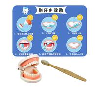 Eeth Brushing Toy, Educational Brushing Teeth Model, Early Education Teeth Toy, Interactive Teeth Model, Toothbrush Teaching Set, Kids Teeth Brushing Toy, Teeth Model with Toothbrush, Brushing Teeth