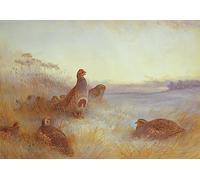 EfeMir Famoso Poster Quadri Moderni Quadri su Tela Astratti Pernici al mattino di Archibald Thorburn per la Decorazione Domestica dell'ufficio 60x90cm
