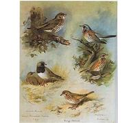 EfeMir Famoso Poster Quadri Moderni Quadri su Tela Astratti Tordo di vischio Tordo dalla gola nera Tordo bottaccio Cesena sassello di Archibald Thorburn 60x90cm