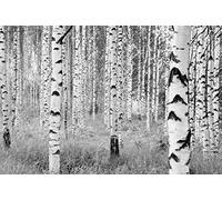 Effeline Fotomurale Tnt 368X248 Woods