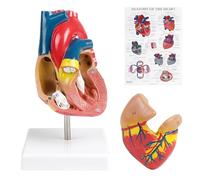EFUTURETIME Modello di Cuore Umano a Grandezza Naturale, Cuore Anatomico 3d In 2 Parti con Poster in Inglese Dettagliato per Anatomia, Fisiologia
