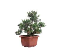 eGarden.store - Bonsai vero di Buxus Sinica o Bosso | Altezza: 30 cm - Diametro vaso: 24 cm - Pianta resistente e facile da curare da coltivare all'esterno o interno