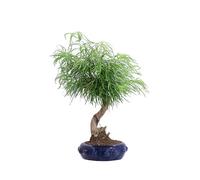eGarden.store - Bonsai vero di Pseudolarix Amabilis o Falso Larice diverse grandezze - Pianta decidua, elegante con vaso in ceramica decorativa ideale per interni ed esterni (Vaso 13 cm)