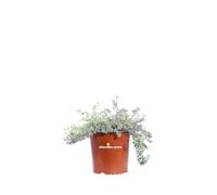 eGarden.store Pianta di Dorycnium Hirsutum Pianta di Lotus Hirsutus Pianta diTrifoglino Irsuto pianta da esterno pianta ornamentale di Dorycnium a fiore bianco-rosa pianta vera venduta