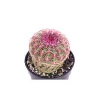 eGarden.store Pianta di Echinocereus Pectinatus Rubispinus o Echinocereus Rigidissimum Rubispinus pianta grassa ornamentale da esterno o da interno cactus vero con spine colorate venduto