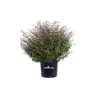 eGarden.store - Pianta vera di Abelia Grandiflora Compacta diverse grandezze da scegliere - cespuglio compatto con portamento basso da coltivare all'esterno in giardino o in vaso (Vaso 30 cm)