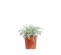 eGarden.store - Pianta vera di Achillea Crithmifolia altezza: 15 cm diametro vaso: 17 cm - Pianta rustica e resistente dalla fioritura estiva portamento tappezzante da coltivare all'esterno