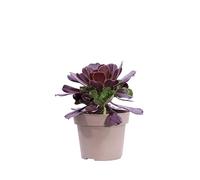 eGarden.store - Pianta vera di Aeonium Arboreum - Altezza pianta: 5 cm Diametro vaso: 14 cm - Pianta grassa ornamentale e variopinta facile da coltivare in vaso e giardino
