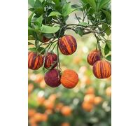 eGarden.store - Pianta vera di Arancio Arcobal - Citrus X Aurantium Arcobal - Altezza pianta: 120 cm Diamentro vaso: Fitocella - Albero di agrume striato commestibile ed ornamentale da esterno