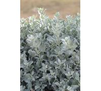 eGarden.store - Pianta vera di Atriplex Halimus altezza 35 cm diametro vaso: 17 cm - Cespuglio dal colore argenteo resistente per la creazione di siepi o da coltivare in vaso